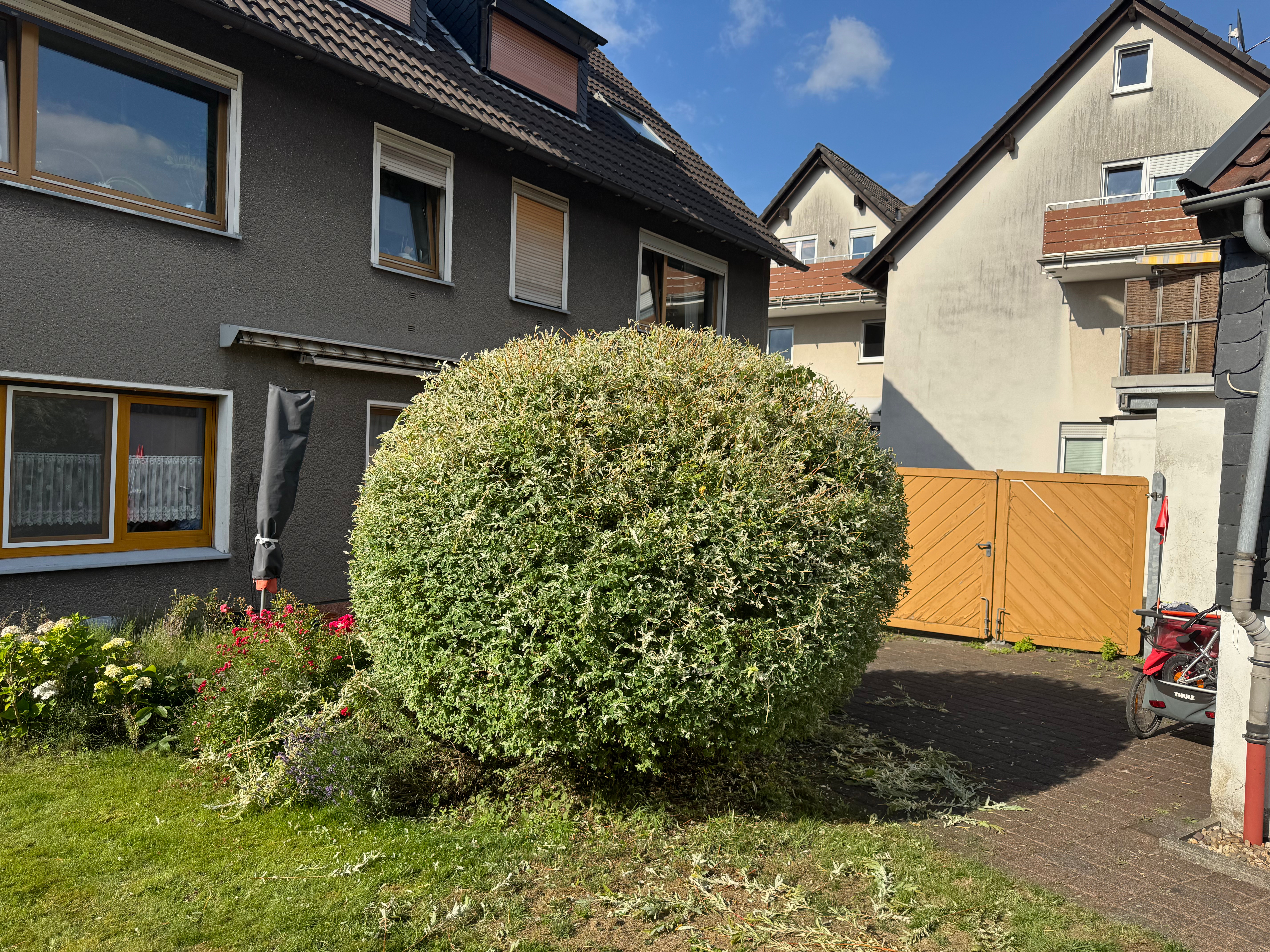 beschnittener Busch